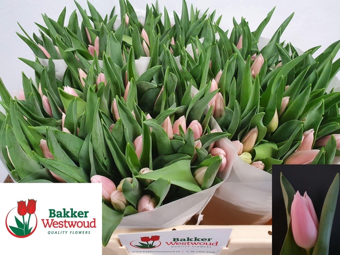 <h4>TU EN GABRIELLA</h4>