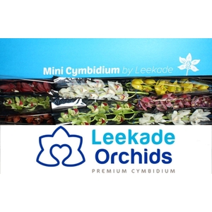 CYMB MI MIXED Leekade X8