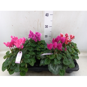 Cyclamen MD 'Macro'