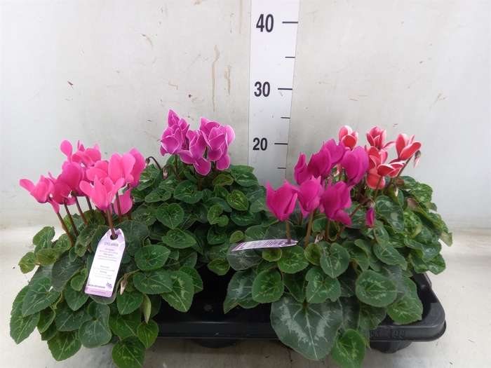 <h4>Cyclamen MD 'Macro'</h4>