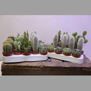 Cactus Gem