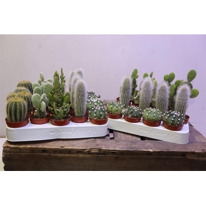 Cactus Gem