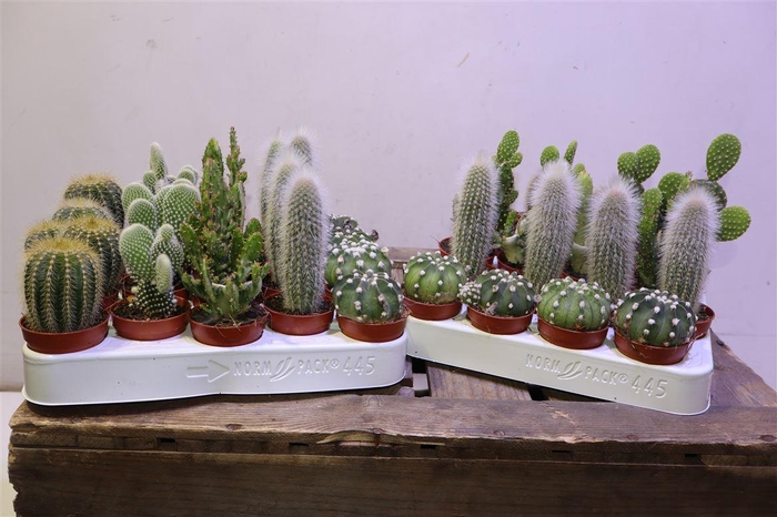 <h4>Cactus Gem</h4>