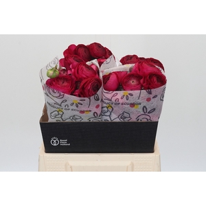 Ranunculus Elegance Hot Pink