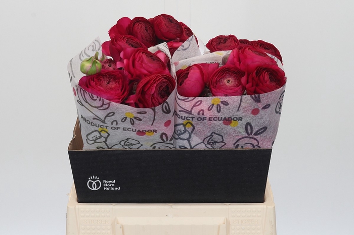 <h4>Ranunculus Elegance Hot Pink</h4>