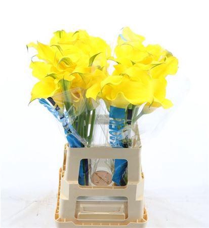 <h4>Zant Capt Solo</h4>