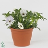VIOLA CORNUTA TW WHITE+ EYE