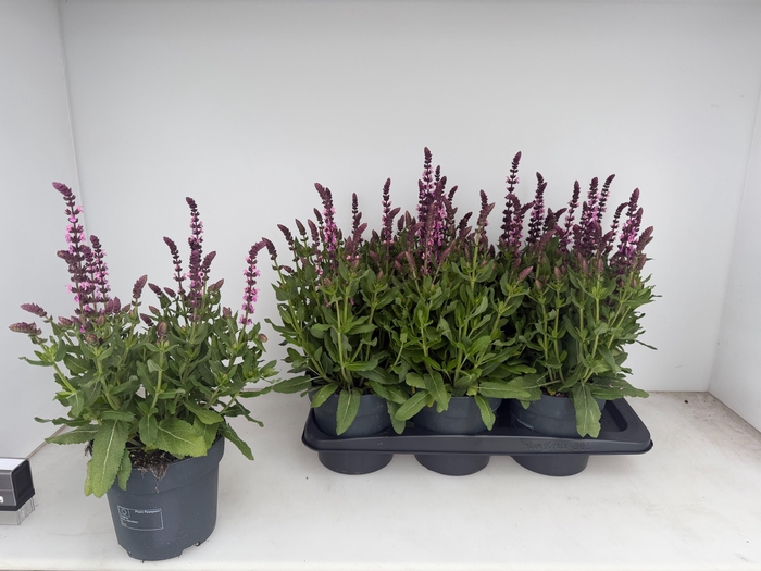 <h4>SALVIA NE SE DP ROSE</h4>