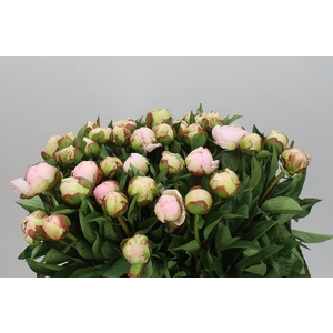 Paeonia Flor Nicchols