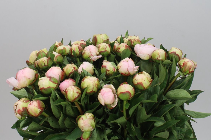 <h4>Paeonia Flor Nicchols</h4>