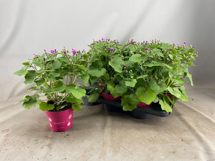 <h4>PERI C SEN PINK BIC</h4>