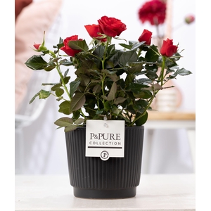 Rosa red in P&PURE Liv ceramics matt black