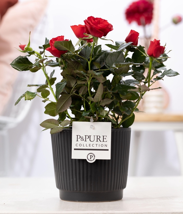 <h4>Rosa red in P&PURE Liv ceramics matt black</h4>