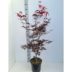 Acer palmatum Red Emperor