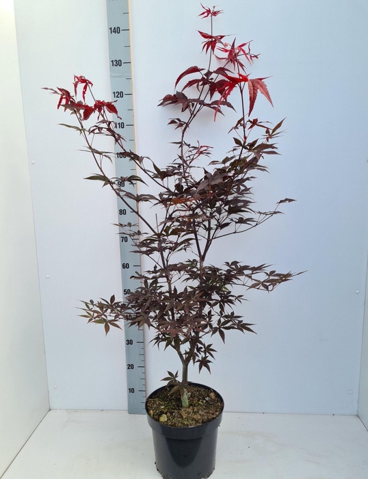 <h4>Acer palmatum Red Emperor</h4>