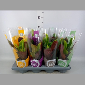 Codiaeum var. GR 'Excellent'