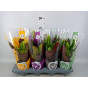 Codiaeum var. GR 'Excellent'