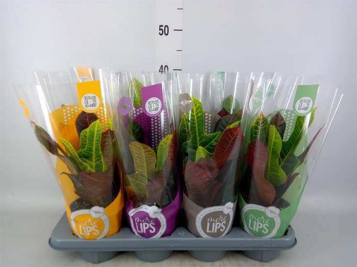 <h4>Codiaeum var. GR 'Excellent'</h4>