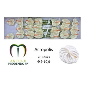 ANTH A ACROPOLIS 20
