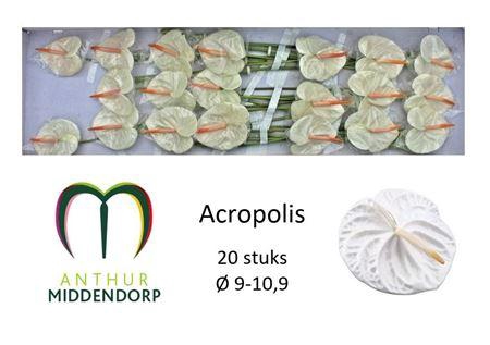 <h4>ANTH A ACROPOLIS 20</h4>