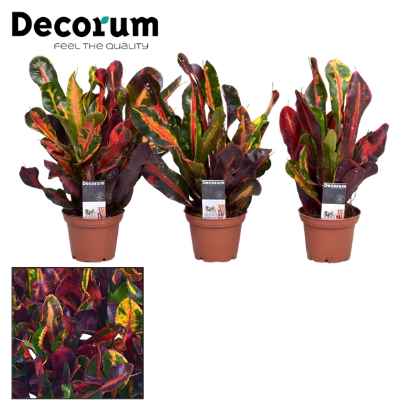 <h4>Croton Mammi kopstek 7 cm (Decorum)</h4>