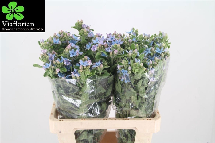 <h4>OXY CO TAN PURE BLU</h4>