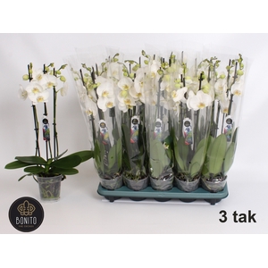 .Phalaenopsis anthura nottingham