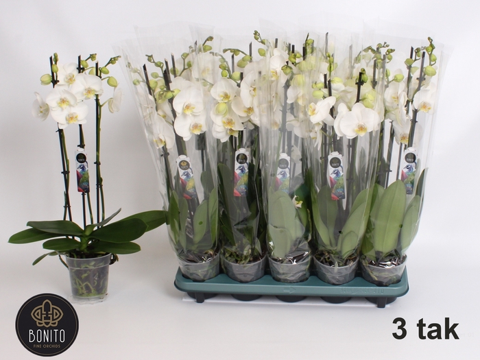 <h4>.Phalaenopsis anthura nottingham</h4>