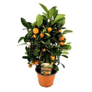Citrus calamondin