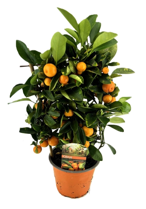 <h4>Citrus calamondin</h4>