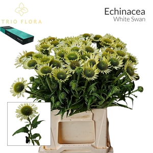 ECHI WHITE SWAN Small Box 20