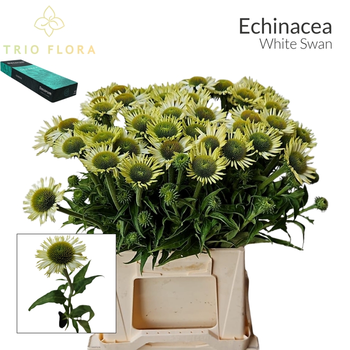 <h4>ECHI WHITE SWAN Small Box 20</h4>