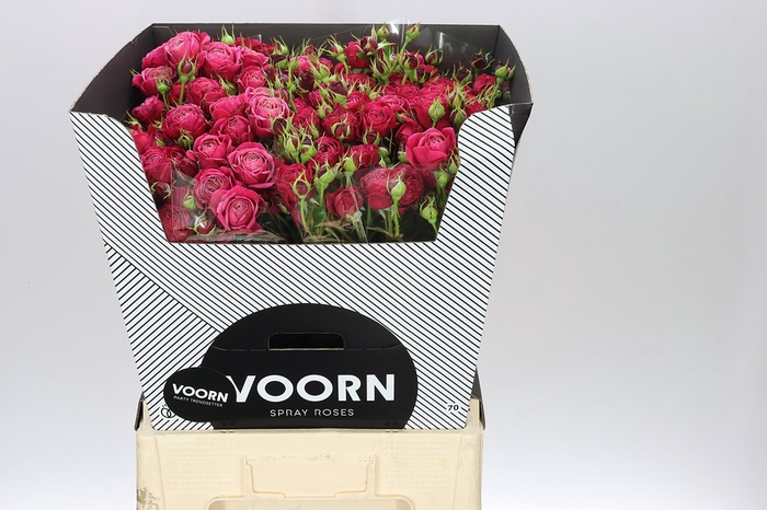 <h4>Rosa Tr Party Trendsetter</h4>