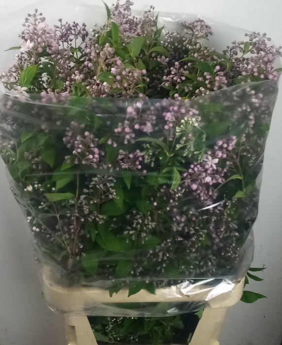 <h4>Deutzia x hybrida 'Mont Rose'</h4>
