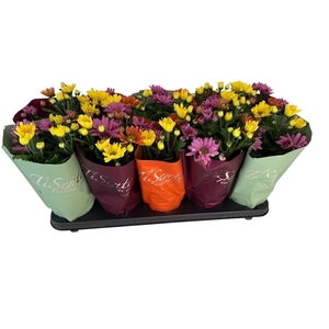 CHRYS GEM IN POT