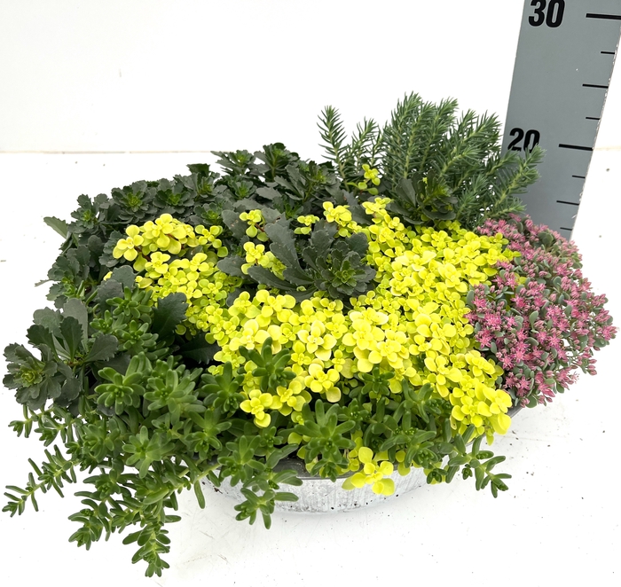 SEDUM GEM