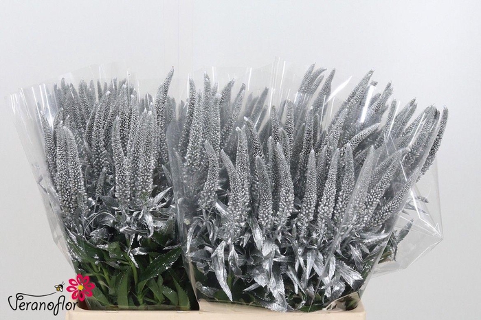 <h4>SNIJBL OV KLB H% BS</h4>