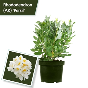 Rhodo. (AK) 'Persil' white