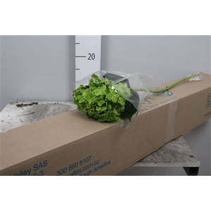 Hydr Premium Lime Green (box)