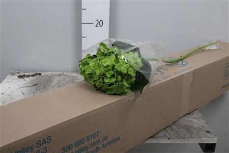 Hydr Tinted Light Green Premium (box)