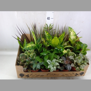 Planten Groen   ...mix 24