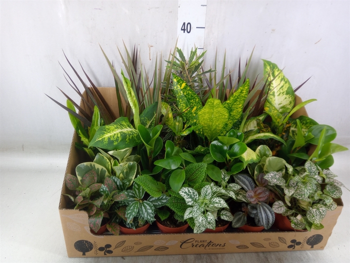 <h4>Planten Groen   ...mix 24</h4>
