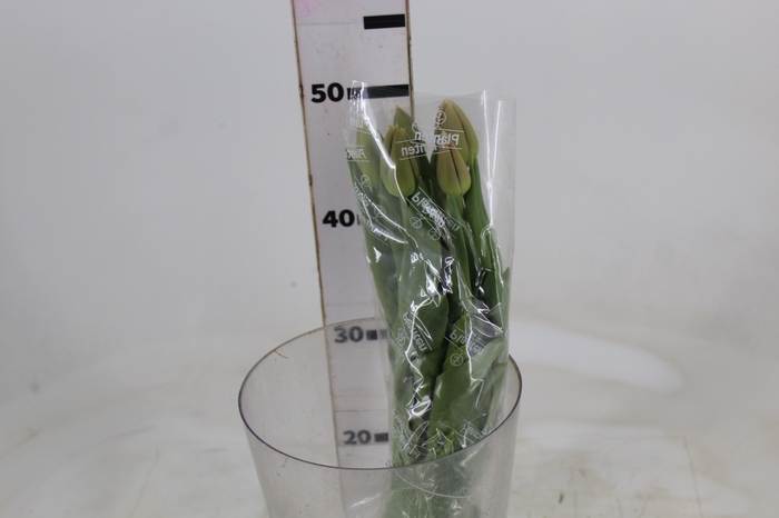 <h4>TULIPA ROSA CLARO/AMARELO C/BULBO</h4>