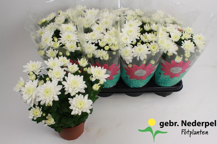 Chrysanthemum Chrystal White