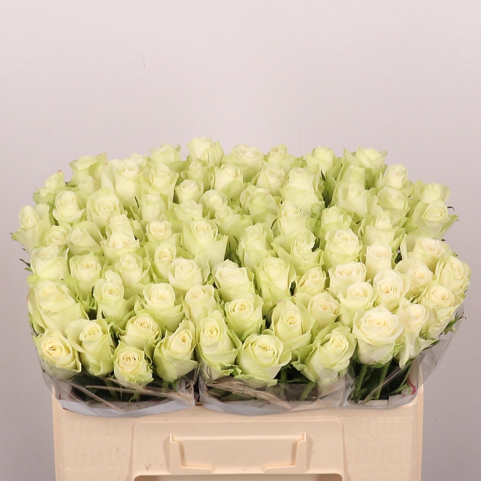 <h4>R GR ATHENA</h4>