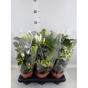 Stephanotis floribunda   ...