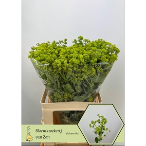 ALCHEM M ROBUSTICA