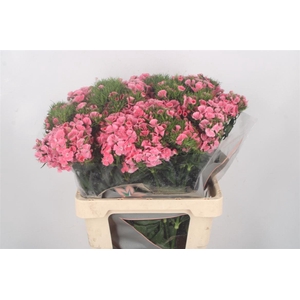 Di Barb Breanthus Earl Pale Pink.