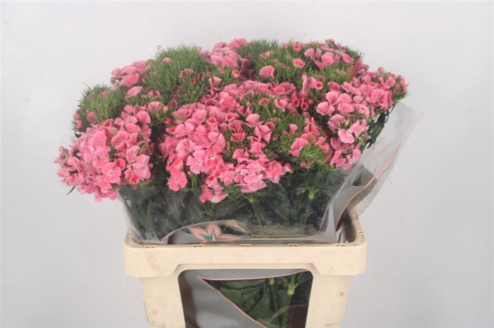 <h4>Di Barb Breanthus Earl Pale Pink.</h4>