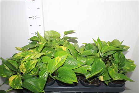 <h4>Epipr Aureum</h4>